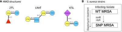 Human milk oligosaccharides regulate human macrophage polarization and activation in response to Staphylococcus aureus